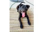 Adopt LAGUNA a Labrador Retriever, American Staffordshire Terrier