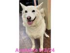 Adopt Dog Kennel #32 a Husky, Mixed Breed