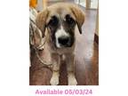 Adopt Dog Kennel #6 a Great Pyrenees, Mixed Breed