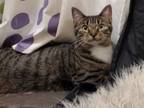 Adopt Orchid a Tabby