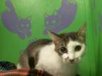 Adopt SWEETY a Domestic Short Hair