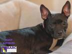 Adopt MACY a Boston Terrier, Mixed Breed