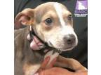Adopt POPPY a American Staffordshire Terrier, Mixed Breed