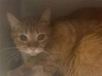 Adopt PIPPIE a Domestic Short Hair