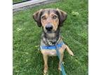 Adopt Dasher a Mixed Breed