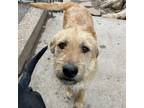 Adopt BeeGee a Mixed Breed