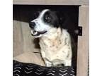 Adopt Juliana a Cattle Dog