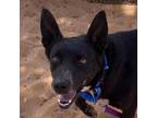 Adopt Tinky Winky a Cattle Dog