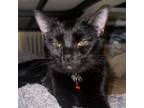 Adopt Katniss a Domestic Short Hair