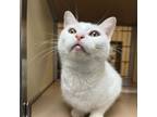 Adopt Whitney Houston a Domestic Short Hair