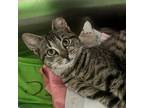 Adopt Felicity a Domestic Short Hair