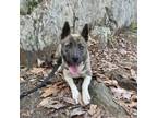 Adopt Sparkles a Akita, Shepherd