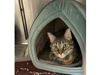 Adopt 2404-0040 Aloe a Domestic Short Hair