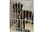 Adopt 2404-1074 Soonie a Boxer