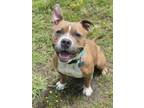 Adopt 2404-0539 Coco a Pit Bull Terrier