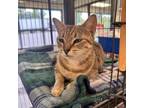 Adopt Keisha a Domestic Short Hair