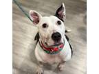 Adopt Shai a Pit Bull Terrier