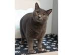 Adopt IZZY a Domestic Short Hair
