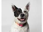 Adopt Pandie a Cattle Dog, Mixed Breed