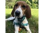 Adopt Hyacinth a Hound