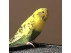 Adopt Etta formerly Becky a Budgie / Budgerigar