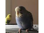 Adopt Lady Day formerly Betty a Budgie / Budgerigar