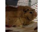 Adopt Pixie a Guinea Pig