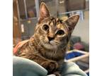 Adopt Cruel Summer a Domestic Short Hair