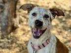 Adopt BONDI a Australian Cattle Dog / Blue Heeler