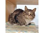 Adopt Macchiato a Domestic Medium Hair