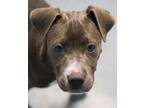 Adopt Jellybean a Mixed Breed