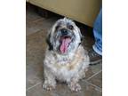 Adopt App4 Rizzo a Schnauzer, Yorkshire Terrier