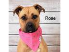Adopt Rose a Boxer
