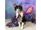 Adopt Cookie a Domestic Short Hair