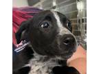 Adopt Eight Belles a Mixed Breed