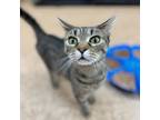 Adopt Nova a Domestic Short Hair