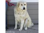 Adopt Polly a Tibetan Mastiff, Great Pyrenees