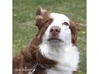 Adopt Chloe a Border Collie, Australian Shepherd