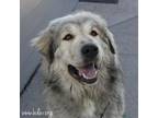 Adopt Luna a Tibetan Mastiff, Great Pyrenees