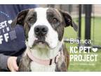 Adopt Bianca a Pit Bull Terrier, Mixed Breed