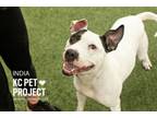 Adopt India a Pit Bull Terrier, Mixed Breed