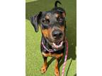 Adopt Beth 3241 a Doberman Pinscher