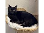 Adopt Leeloo (C000-022) - Costa Mesa Location a Domestic Short Hair