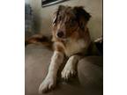 Adopt Jenny a Australian Shepherd