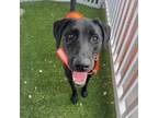 Adopt Whiskey a Black Labrador Retriever