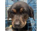 Adopt Pina Colada a Black Labrador Retriever, Doberman Pinscher