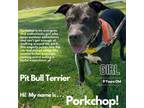 Adopt Porkchop a Pit Bull Terrier