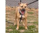 Adopt Almond a Mixed Breed