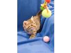 Adopt Turquoise (Sparkles Litter) a Domestic Short Hair