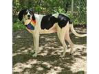 Adopt Oreo a Treeing Walker Coonhound, Bluetick Coonhound